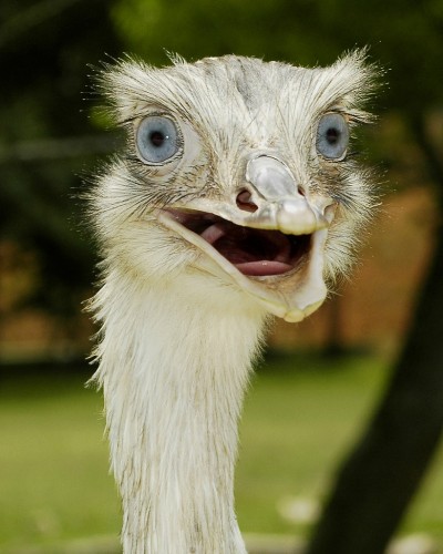 Ostrich What.jpg (432 KB)